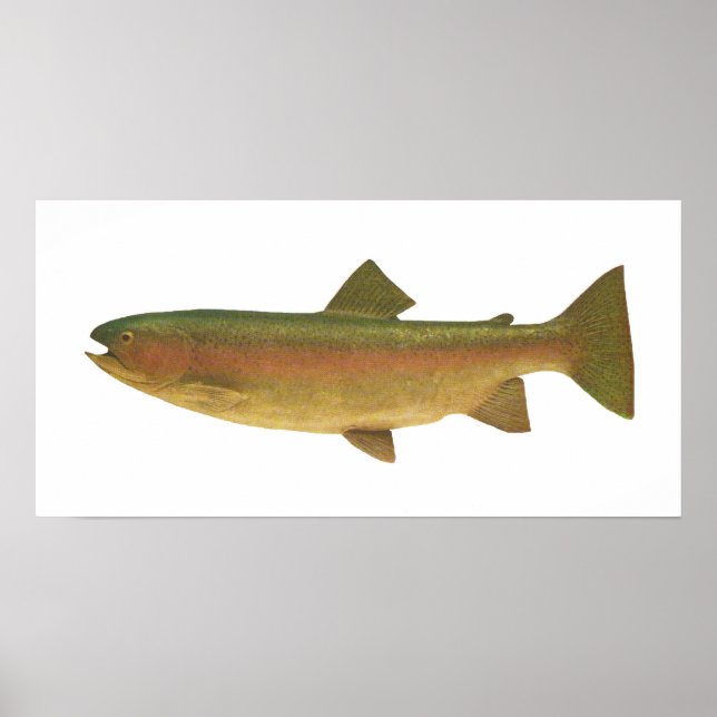Póster Peixes - Truta Arco-Íris - Salmo gairdnerii (Frente)