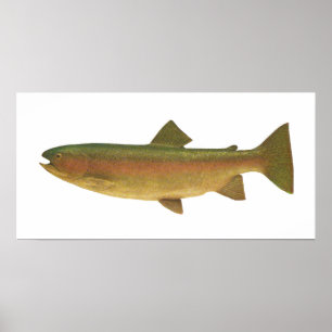Póster Peixes - truta de arco-íris - gairdnerii do Salmo