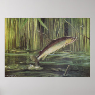 Poster Peixes - Truta Marrom - Salmo trutta