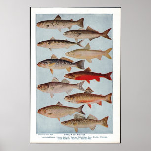Póster Peixes Vintage