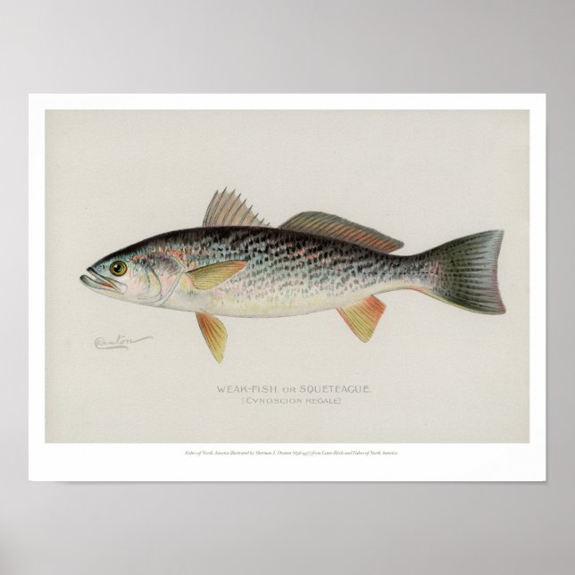 Póster Peixes Vintage - Peixes Fracos (Frente)