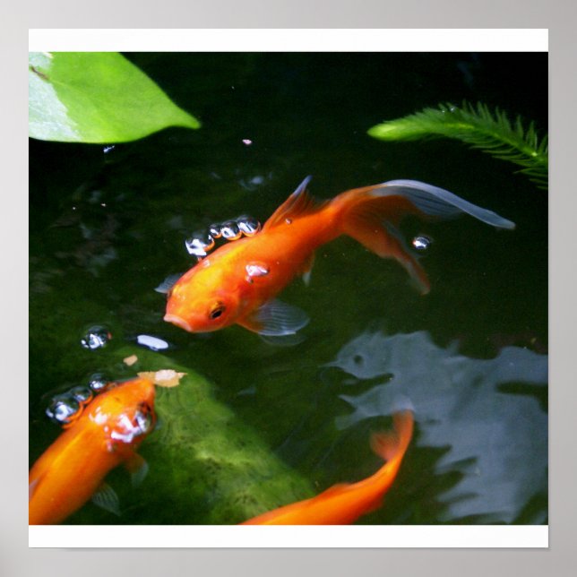 Poster PEIXES: www.debbie-may.fineartamerica.com (Frente)