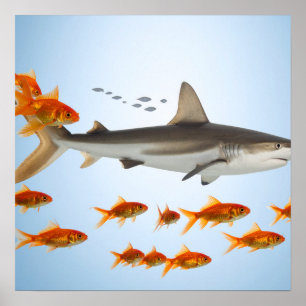Poster “Peixinho Dourado, Energia de Tubarão”