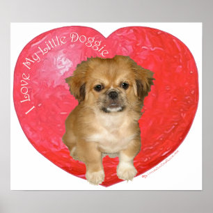 Póster Pekingese / Shih Tzu Dia dos Namorados