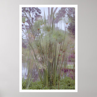 Poster Pela Água, Papai noel Barbara (poster)