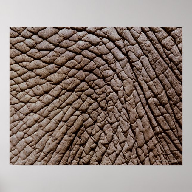 Póster Pele africana de elefantes (Loxodonta africana) (Frente)