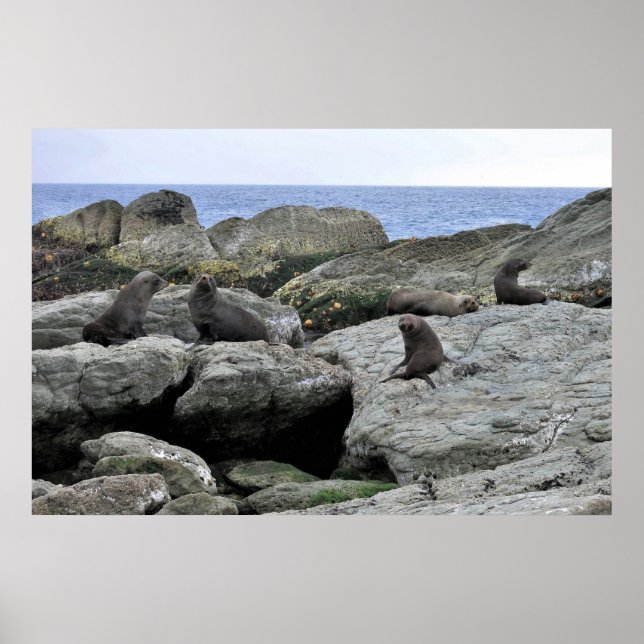 Poster Pele de focas (Frente)