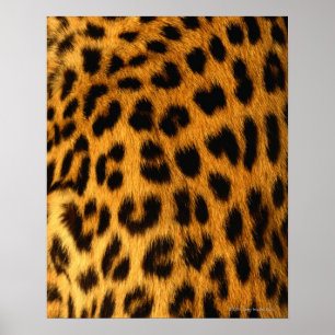 Póster Pele de Jaguar