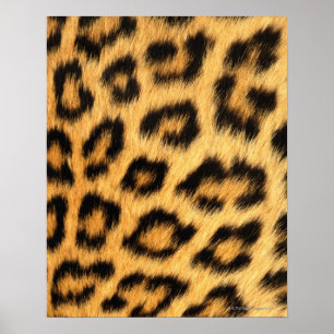 Póster Pele de Jaguar