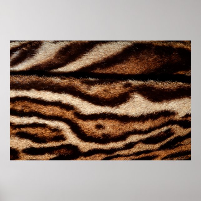 Poster peles de leopardo nubladas (Frente)