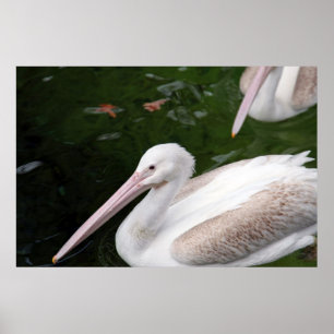 Póster Pelican