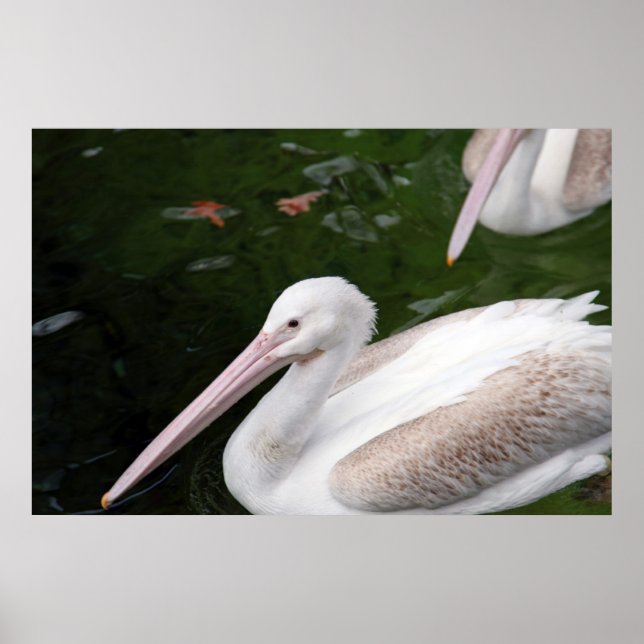 Póster Pelican (Frente)