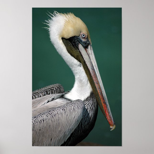 Poster Pelican (Frente)