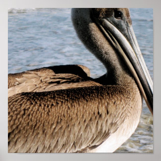 Poster Pelican