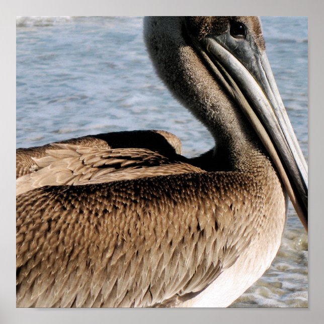 Poster Pelican (Frente)