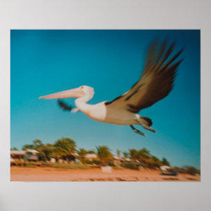 Poster Pelican