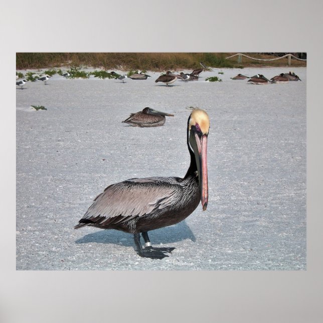 Poster Pelican (Frente)