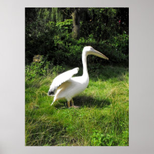 Póster Pelican