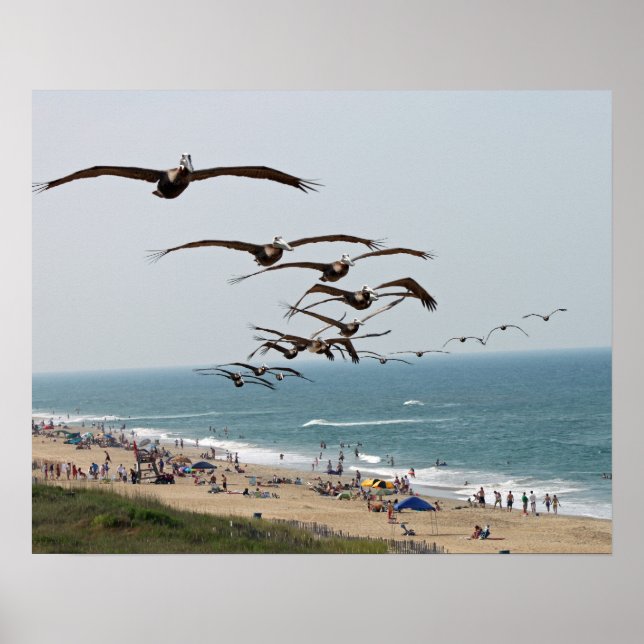 Poster Pelican Bird Gang voando sobre a praia OBX (Frente)
