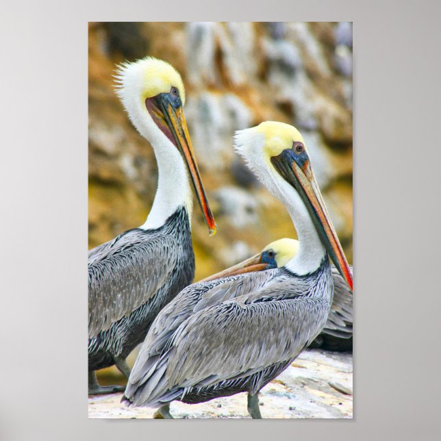 POSTER PELICAN BOGO COVE (Frente)