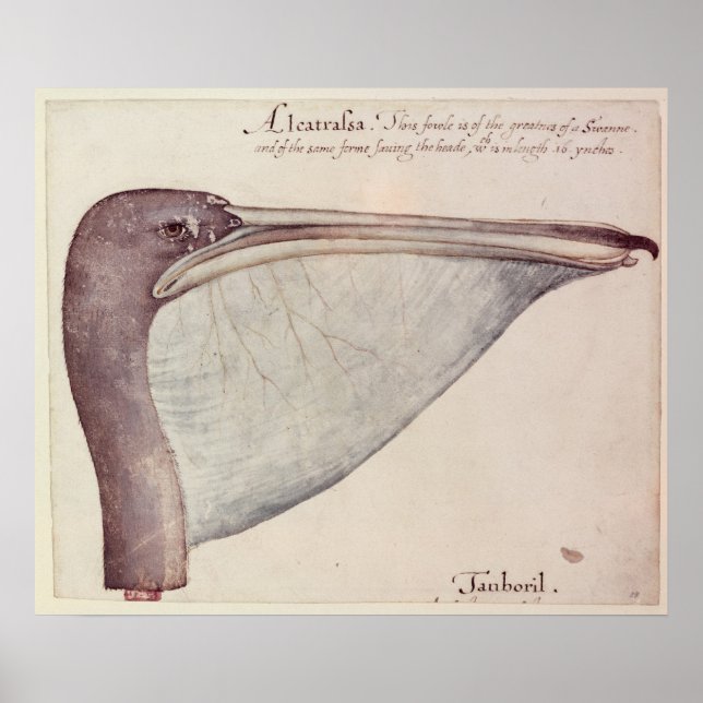 Poster Pelican, c.1590 (Frente)
