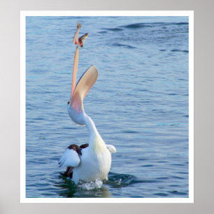 Póster Pelican catch a Fish