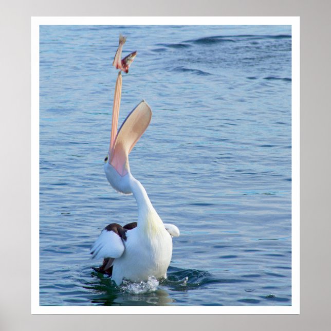 Póster Pelican catch a Fish (Frente)