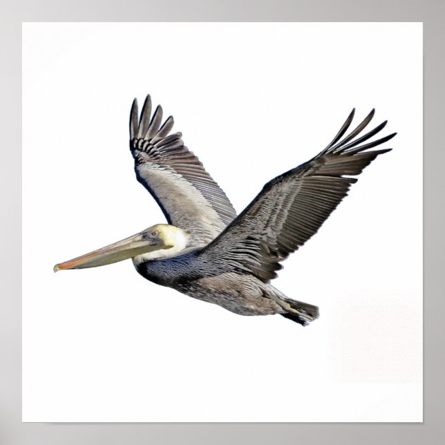 Póster Pelican Clear (Frente)