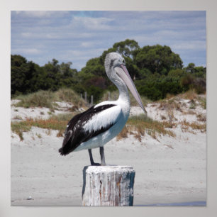 Poster Pelican em Posta sobre Sandy Beach
