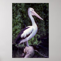 Pelican em um galho, Tasmânia - Austrália