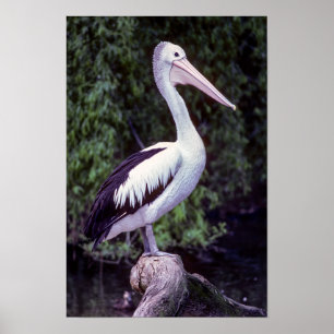Poster Pelican em um galho, Tasmânia - Austrália