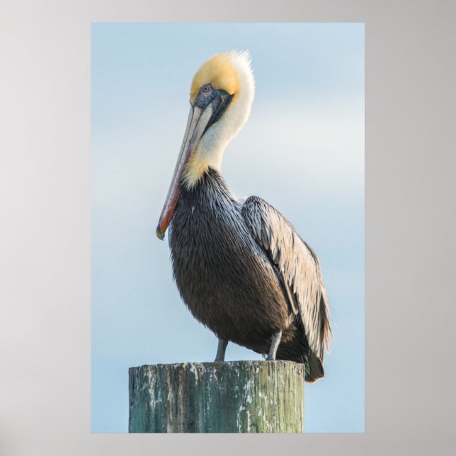 Póster Pelican empolgado com pilão (Frente)