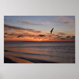 Poster Pelican Flying at Sunrise, Dauphin Island, Alabama