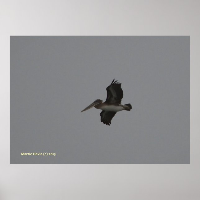 Póster Pelican no Miramar (Frente)