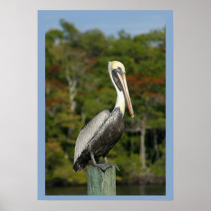 Póster Pelican on Blue