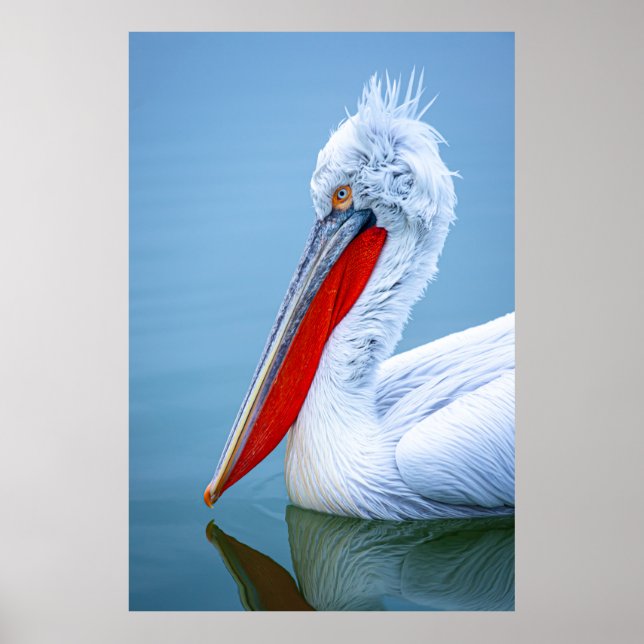 POSTER PELICAN PORTRAIT (Frente)
