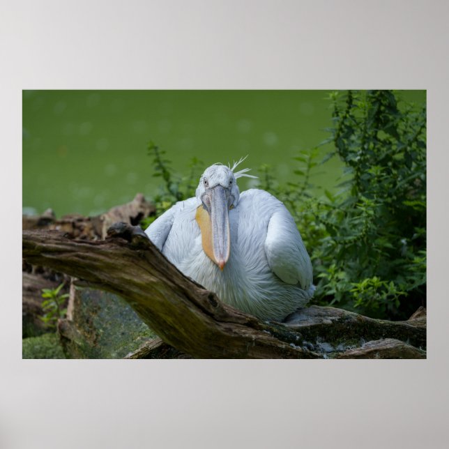 Poster Pelican Serenity A Captivating Gaze (Frente)