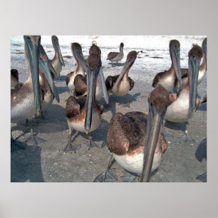 Poster Pelican Squad