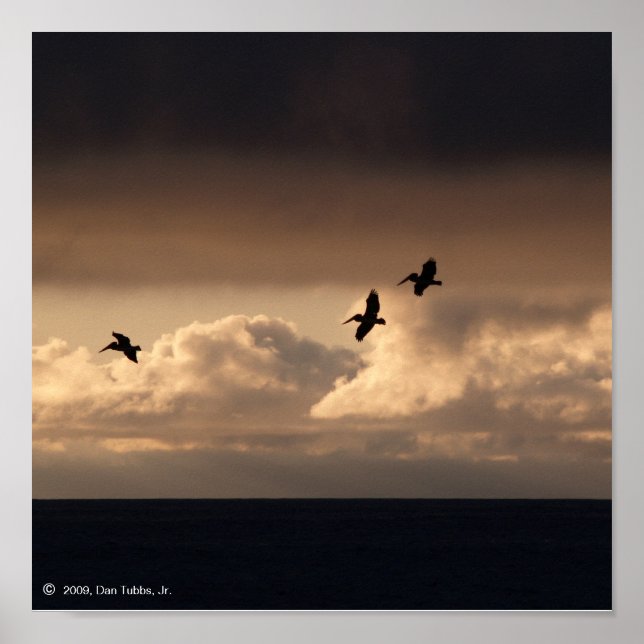 Póster Pelican Sunset (Frente)