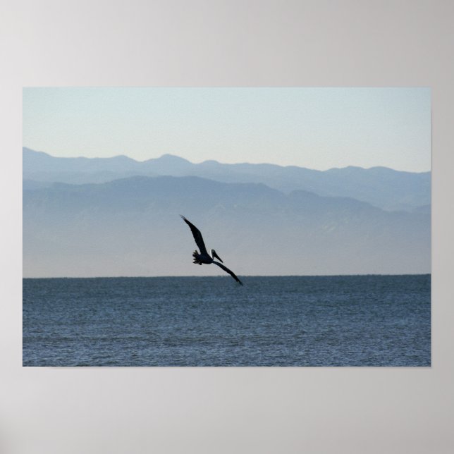 Póster Pelican Turning to Dive (Frente)