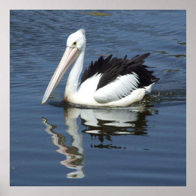 Poster pelicano (Frente)