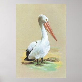 Póster Pelicano australiano - Pelecanus conspicillatus