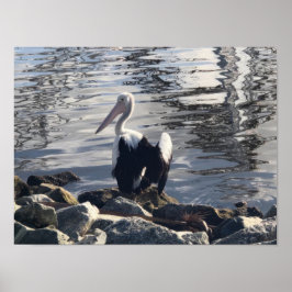 Poster Pelicano Branco