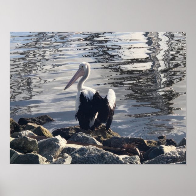 Poster Pelicano Branco (Frente)