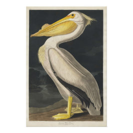 Póster Pelicano Branco Americano