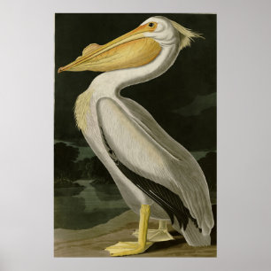 Poster Pelicano Branco Americano, Aves da América de Aud