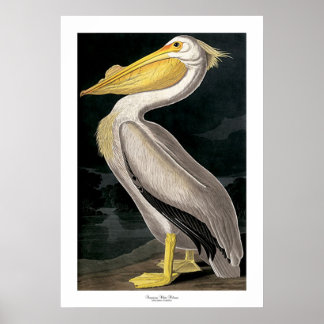 Poster Pelicano branco americano por John James Audubon