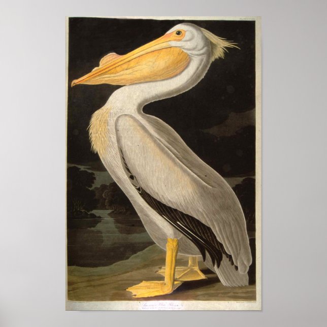 Póster Pelicano Branco, John James Audubon (Frente)