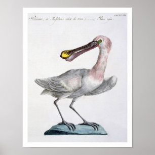 Poster Pelicano, c.1767-76 (gravura colorida mão)