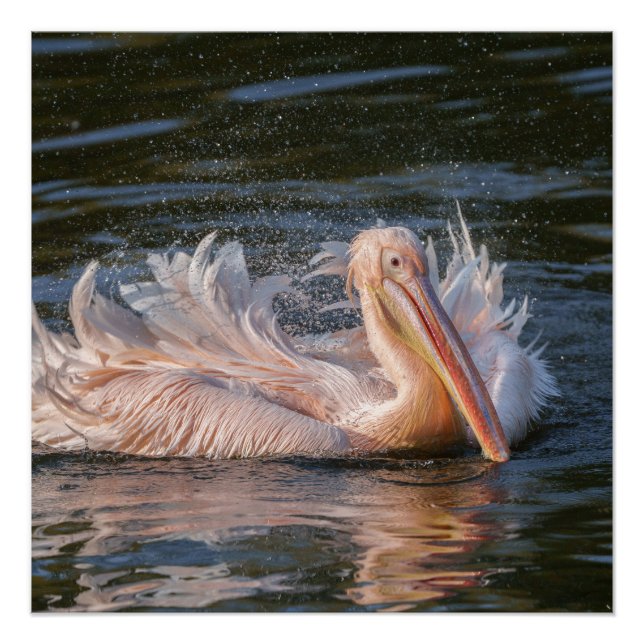 Póster Pelicano em Movimento (Frente)